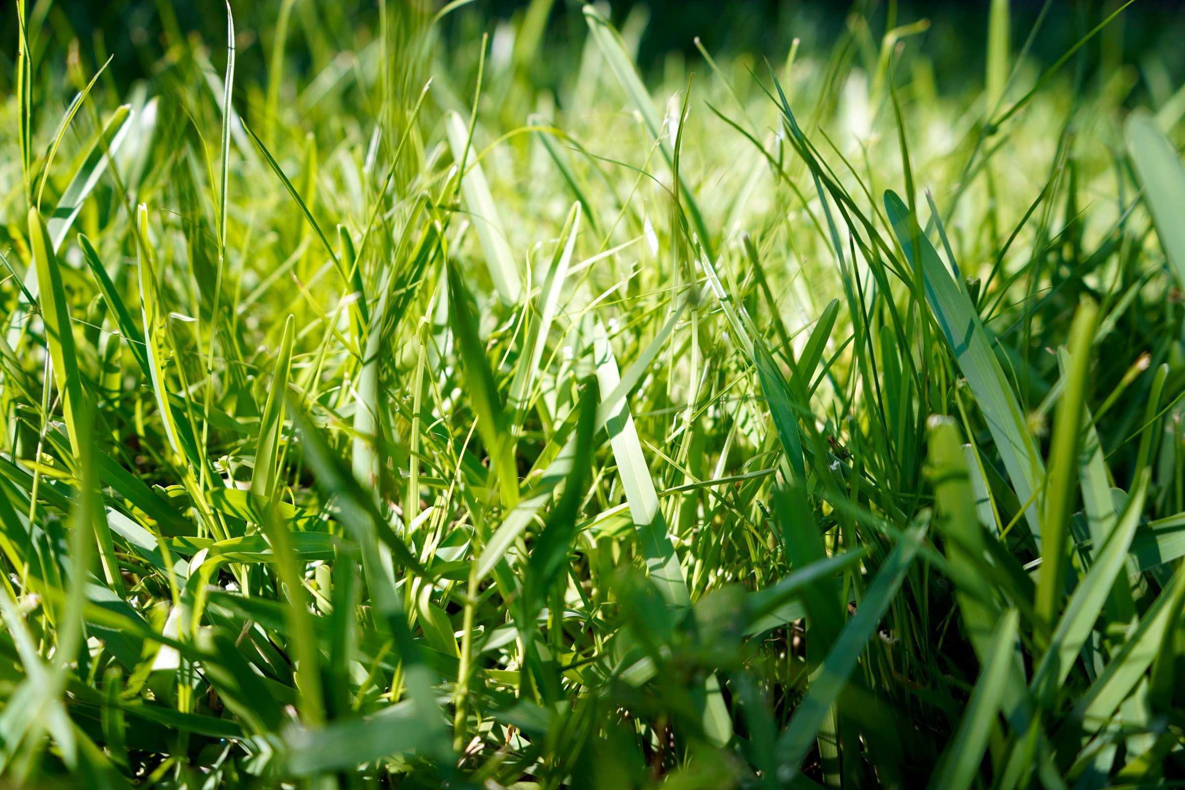 St. Augustine Grass